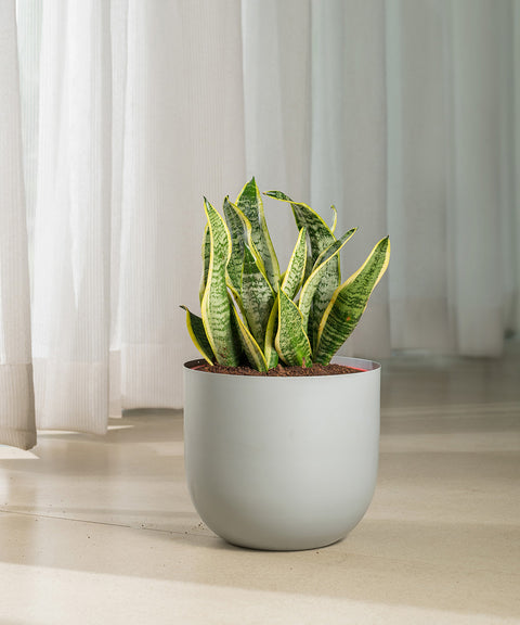 Sansevieria Zeylencia Golden with Arbor Planter