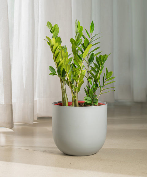 Zamia Green - ZZ Plant