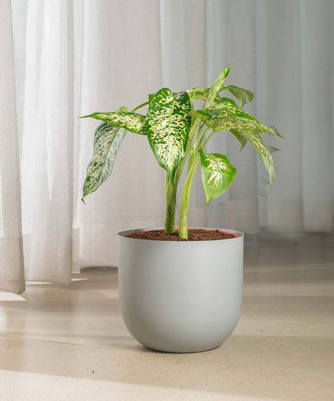 Dieffenbachia Cheetah with Arbor planter