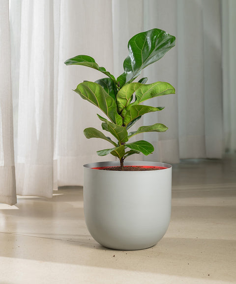 Ficus Lyrata - Fiddle Fig- Arbor Planter