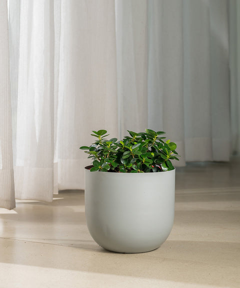 Ficus Microcarpa with Arbor Planter