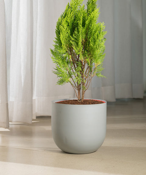 Thuja Plant with Arbor Planter