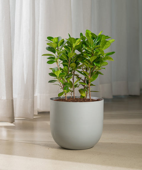 Ficus Moclame Plant with Arbor Planter