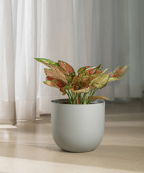 Aglaonema Valentine with Arbor Planter