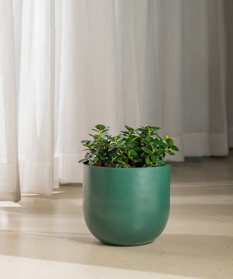 Ficus Microcarpa with Arbor Planter