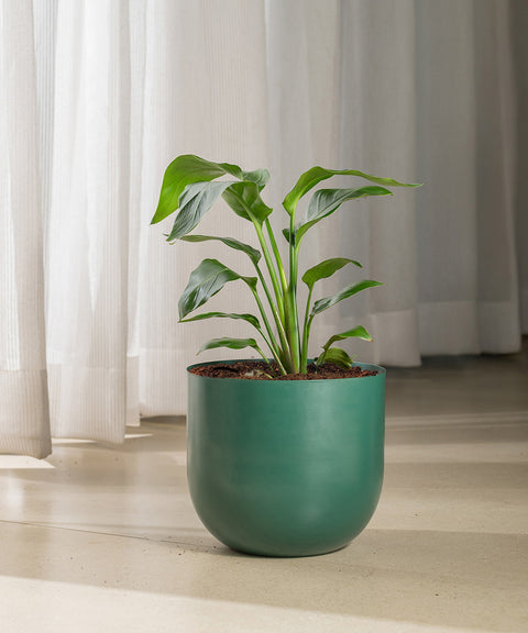 Bird Of Paradise with Arbor Planter