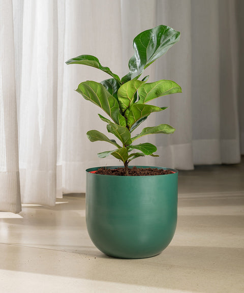 Ficus Lyrata - Fiddle Fig- Arbor Planter