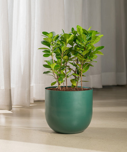 Ficus Moclame Plant with Arbor Planter