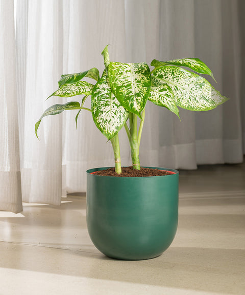 Dieffenbachia Cheetah with Arbor planter