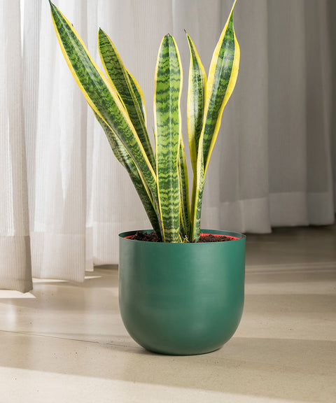 Sansevieria Laurentii with Arbor Planter