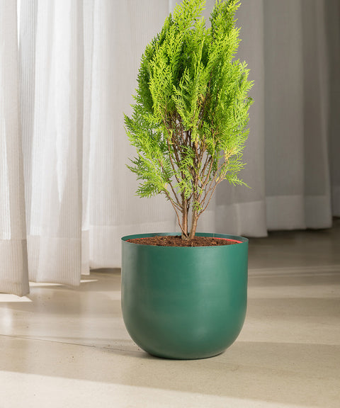 Thuja Plant with Arbor Planter