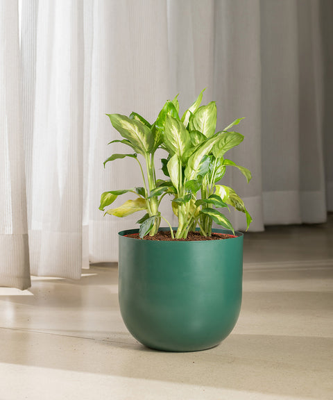 Dieffenbachia with Arbor Planter