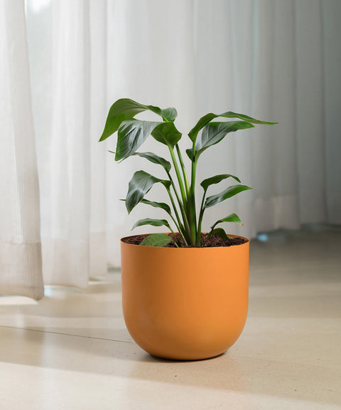 Bird Of Paradise with Arbor Planter