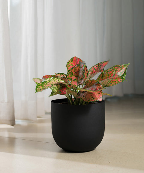 Aglaonema Valentine with Arbor Planter