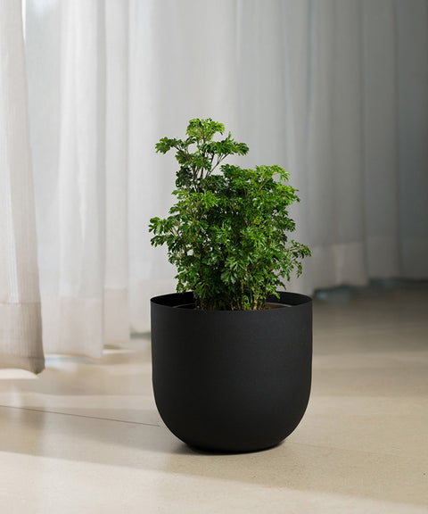 Aralia Green with Arbor Planter