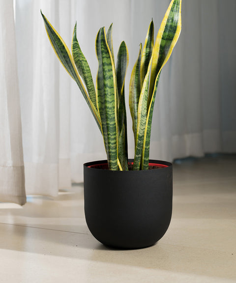 Sansevieria Laurentii with Arbor Planter