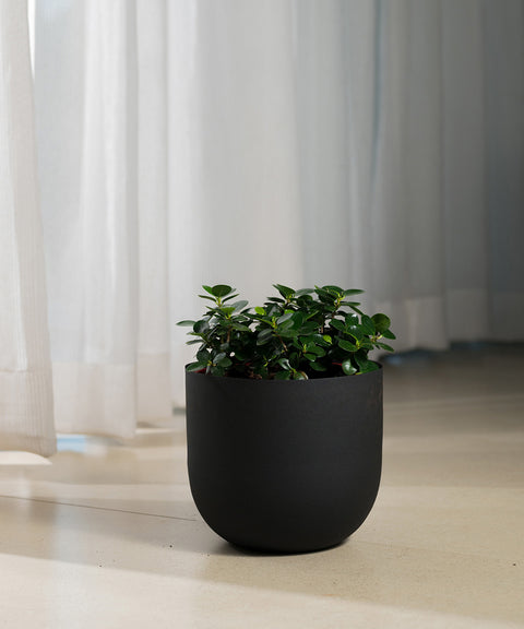 Ficus Microcarpa with Arbor Planter