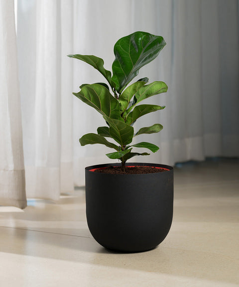 Fiddle Fig Plant