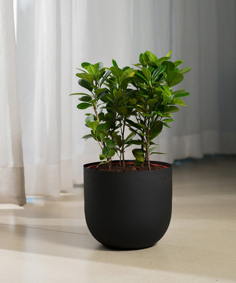 Ficus Moclame Plant with Arbor Planter