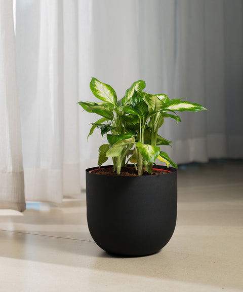 Dieffenbachia with Arbor Planter