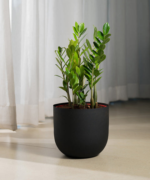 Zamia Green - ZZ Plant