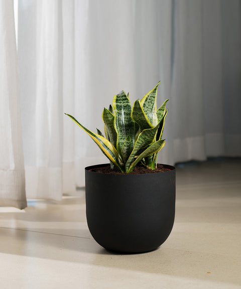 Sansevieria Zeylencia Golden with Arbor Planter