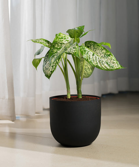 Dieffenbachia Cheetah with Arbor planter