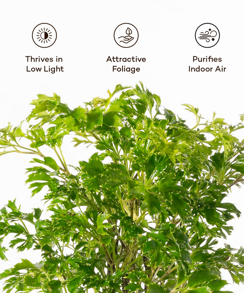 Aralia Green Plant