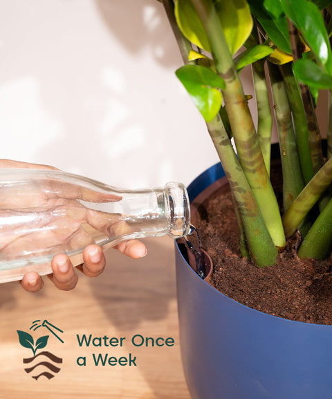 areca palm watering schedule Areca Palm with Metal Self Watering Pot – Kyari.co
