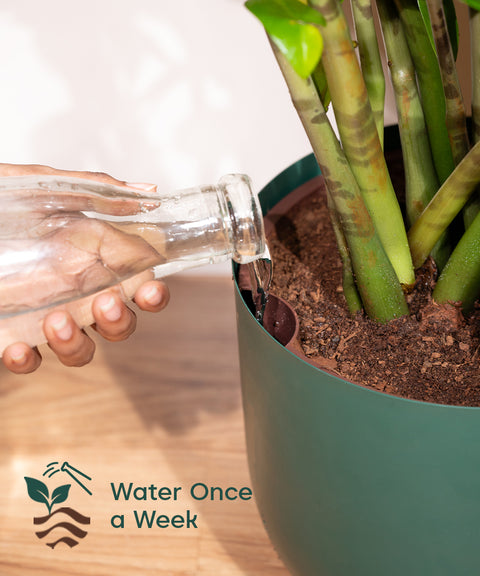 Aglonema Ice with Extra Large Self Watering Pot