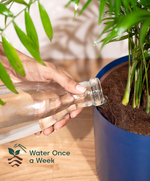 China Palm with  Metal Self Watering Pot