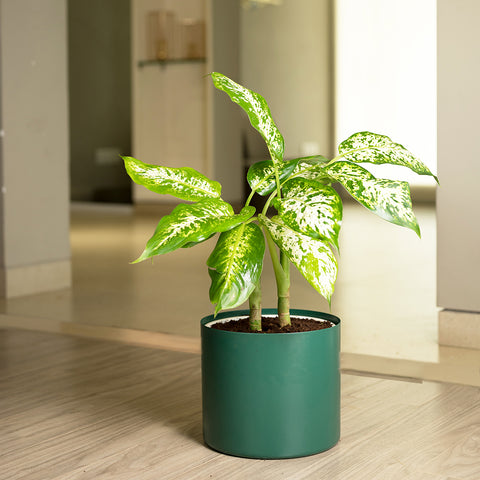 Dieffenbachia Cheetah with Zen Planter