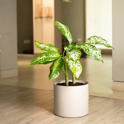 Dieffenbachia Cheetah with Zen Planter