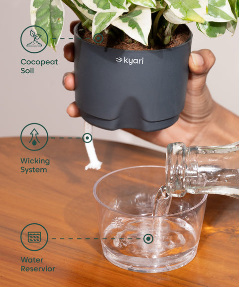 Golden Money Plant - BYOB Exclusive