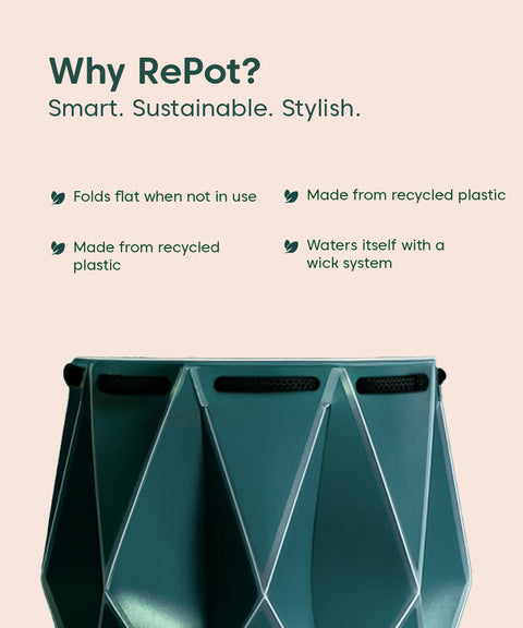 Money Variegated Plant With Repot