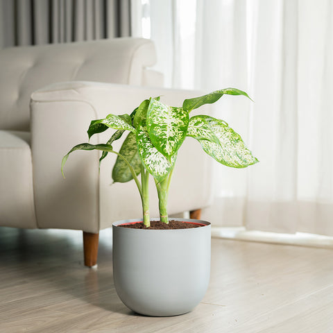 Dieffenbachia Cheetah with Arbor planter