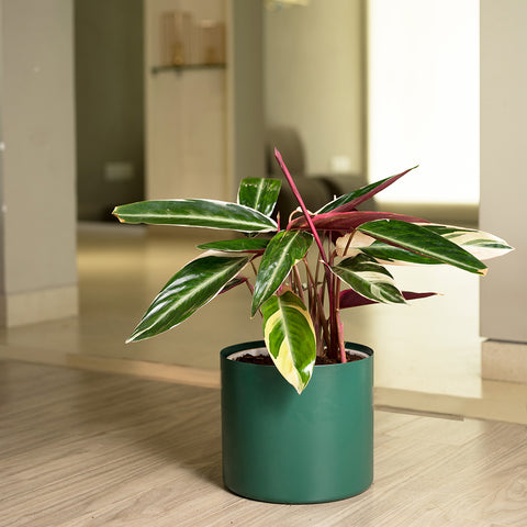 Calathea Triostar with Zen Planter