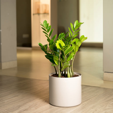 ZZ Green with Zen Planter