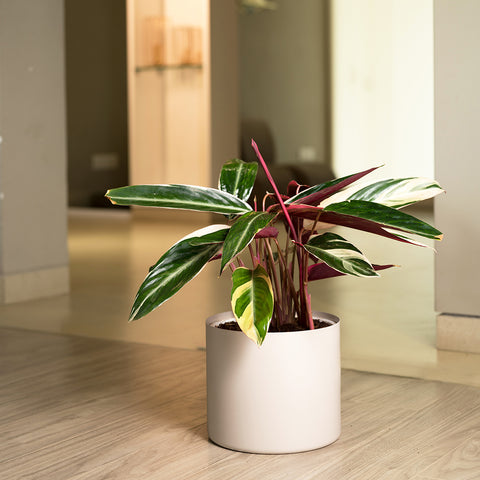 Calathea Triostar with Zen Planter