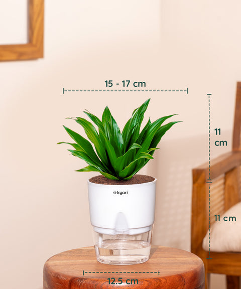 Set of 4 - Aglaonema Snow White, Dracaena Compacta, Rhoeo Tricolor & Lucky Jade Plants