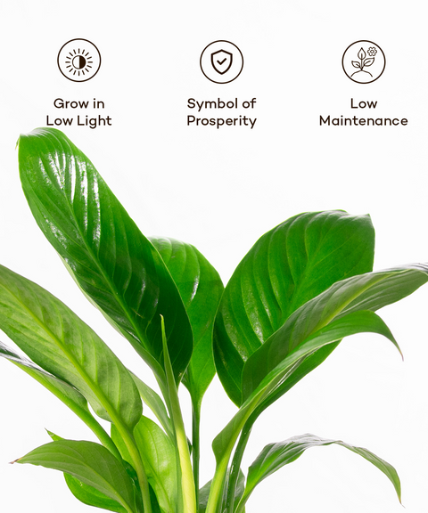 Peace Lily Plant With Grow Pot