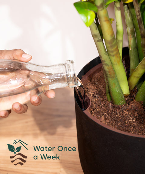 watering dracaena Dracaena Dara Singh with Extra Large Metal Self Watering Pot – Kyari.co