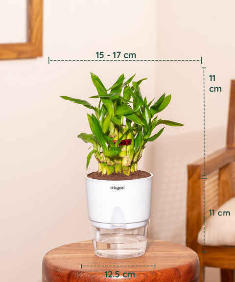 jade plant vs lucky bamboo Shop Lucky Indoor Jade Plant (Crassula Ovata)-Jade Tree – Kyari.co