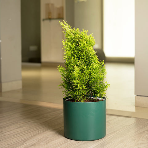 Thuja Plant with Zen Planter