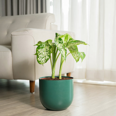 Dieffenbachia Cheetah with Arbor planter