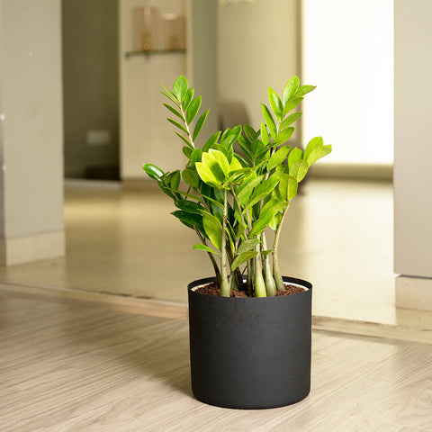 ZZ Green with Zen Planter