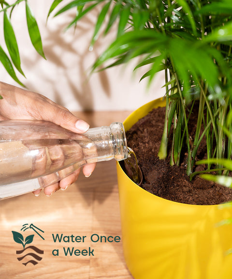 Bamboo Palm Plant with Large Metal Self Watering Pot