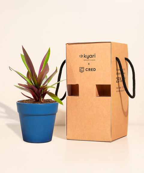 Oyster Plant With Reya Pot