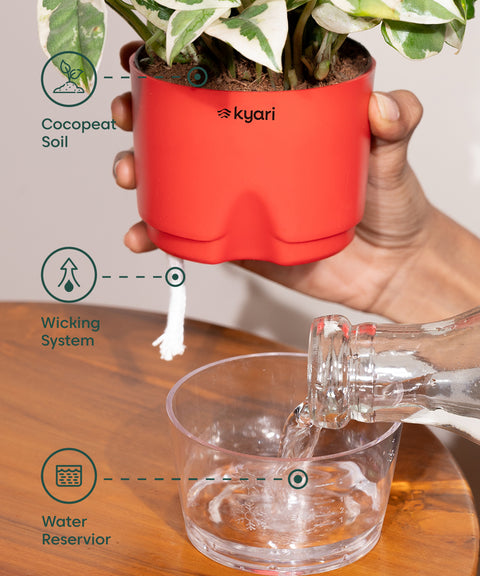 Golden Money Plant - BYOB Exclusive