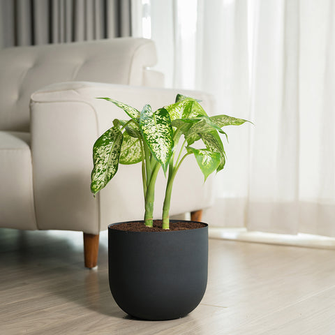 Dieffenbachia Cheetah with Arbor planter